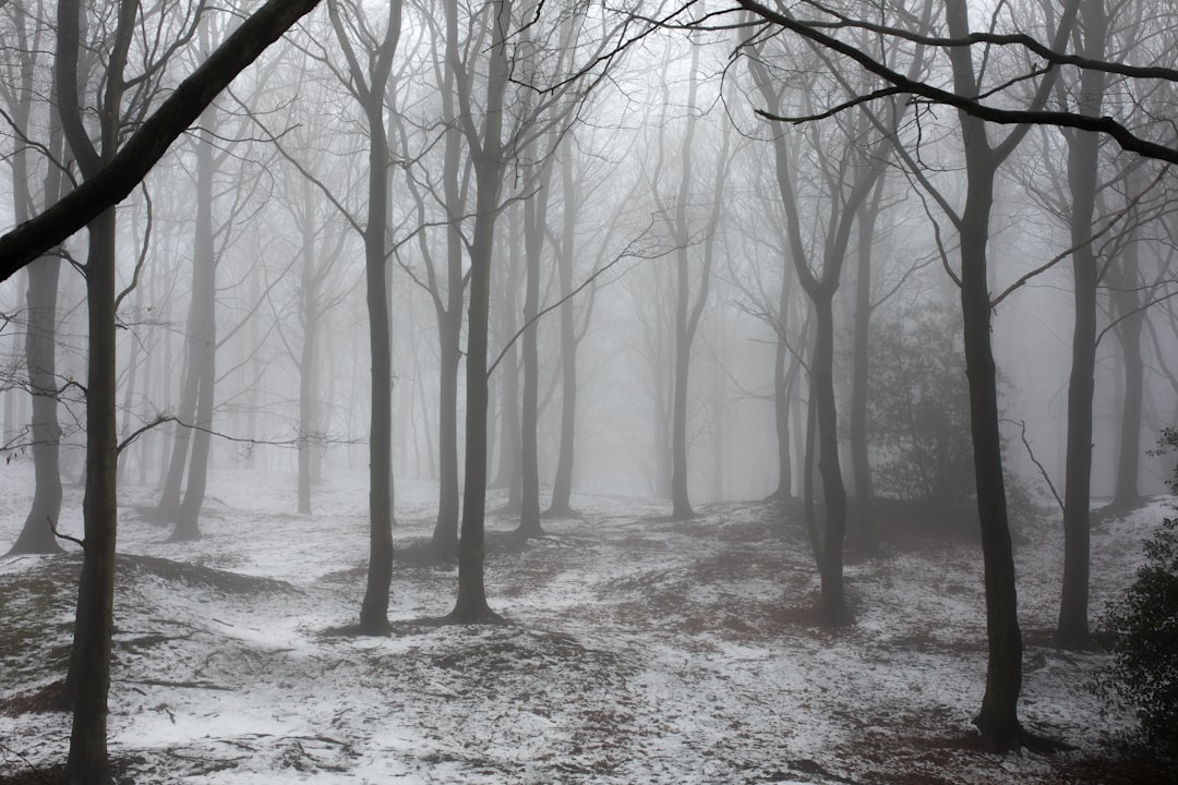 Spooky Halloween Backdrop: Creating a Haunting Atmosphere