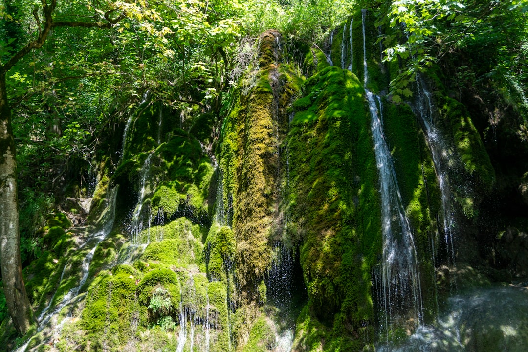 Greenland’s Growing Greenery: Mining Company and Tree Enthusiasts Make a Difference